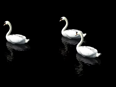 Three White Swans Swimming On Water Surface With Reflections In Black Background 3d model