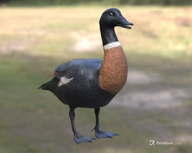 Black Headed Duck with White Neck Ring and Brown Chest Standing on Grass 3d model 