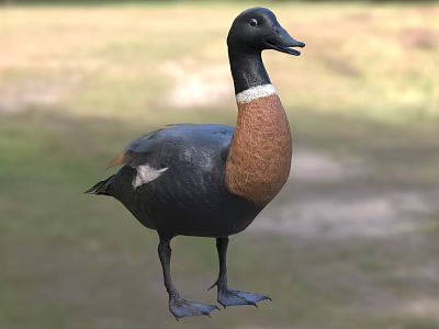 Black Headed Duck with White Neck Ring and Brown Chest Standing on Grass 3d model