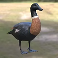 Black Headed Duck with White Neck Ring and Brown Chest Standing on Grass
