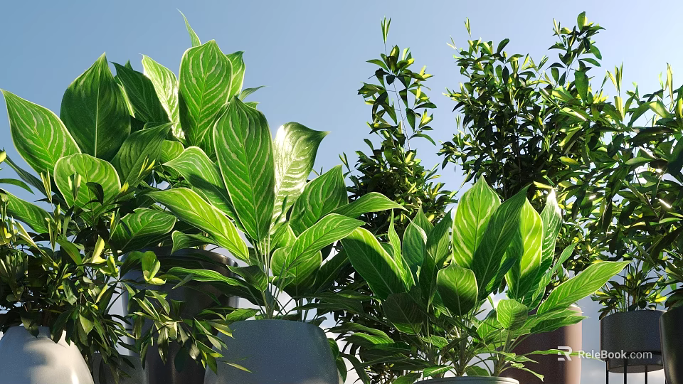 Bonsai Potted Plants With Lush Green Leaves Various Species And Decorative Planters 3d model 