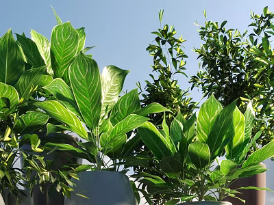 Bonsai Potted Plants With Lush Green Leaves Various Species And Decorative Planters 3d model