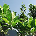 Bonsai Potted Plants With Lush Green Leaves Various Species And Decorative Planters