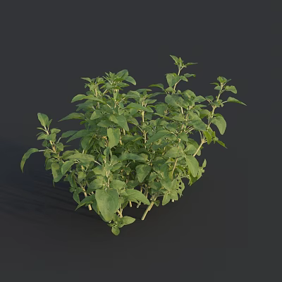Green Leafy Herb Plant With Lush Foliage And Slender Stems In Natural Growth 3d model