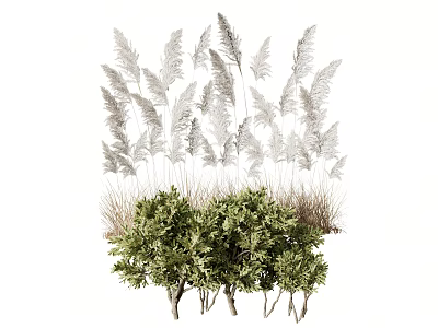 Tall White Reeds And Lush Green Shrubs In Natural Garden Plant Arrangement 3d model