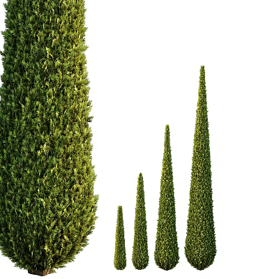 Tall Slender Conical Arbors With Lush Green Foliage Arranged Neatly In A Row 3d model