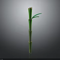 Green Bamboo Plant With Segments Shoots And Leaves At The Top