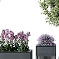 Bonsai Potted Plants With Black Metal Grid Planters Olive Tree And Purple Flowers