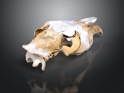 Animal Skull With Horns Showing Natural Bone Structure Of Fur Bearing Mammal 3d model