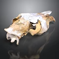 Animal Skull With Horns Showing Natural Bone Structure Of Fur Bearing Mammal