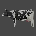 Black and White Spotted Cow with Horns Standing on Gray Background