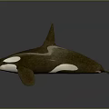 Realistic 3D Orca Model With Brown And White Color Design Rendering 3d model