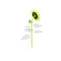 Beautiful Sunflower Plant with Green Stem Fresh Leaves Yellow Petals and Brown Center