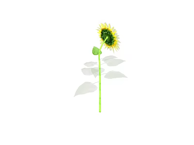 Beautiful Sunflower Plant with Green Stem Fresh Leaves Yellow Petals and Brown Center 3d model