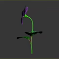 Vibrant Purple Pansy Flower With Green Leaves On Gray Background