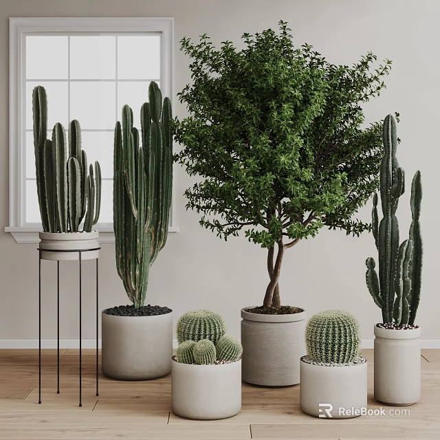 Indoor Bonsai Potted Plants with Tall Cacti Large Green Trees in White Pots 3d model 