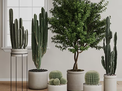 Indoor Bonsai Potted Plants with Tall Cacti Large Green Trees in White Pots 3d model