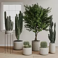 Indoor Bonsai Potted Plants with Tall Cacti Large Green Trees in White Pots