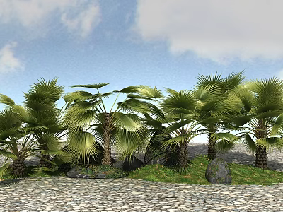 Green Palm Trees In Garden With Blue Sky White Clouds Gravel Ground Stones And Grass 3d model