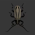 Black and white striped beetle with long antennae and black exoskeleton isolated on gray background