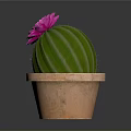 Vibrant Green Round Cactus with Pink Flower in Decorative Brown Terracotta Pot