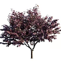 Arbor Trees With Dark Purple Leaves Displayed In Multiple Views And Human Figure For Scale