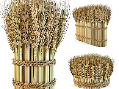 Natural Wheat Bundles Decorative Display With Bamboo Sticks And Rope Binding 3d model