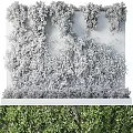 Lush Green Vertical Garden Feature with Plant Covered Wall and Low Shrubs on Concrete Base
