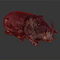 Rhinoceros Beetle With Dark Purple Black Exoskeleton On Shiny Dark Surface