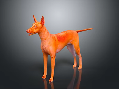 Orange Hairless Dog Standing With Alert Posture On Dark Shiny Background 3d model