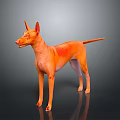 Orange Hairless Dog Standing With Alert Posture On Dark Shiny Background