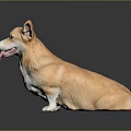 Corgi Dog Sitting With Tongue Out On Black Reflective Background Surface