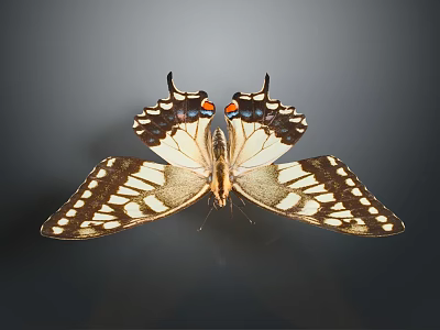 Exquisite Butterfly Showcasing Delicate Wing Structure With Intricate Patterns And Colorful Spots 3d model