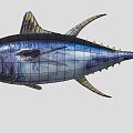 Yellowfin Tuna 3d model