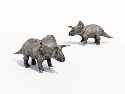 Two Triceratops Dinosaur Models With Detailed Features On White Background 3d model