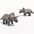 Two Triceratops Dinosaur Models With Detailed Features On White Background 3d model