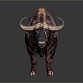 Large Brown Buffalo With Shaggy Fur And Curved Horns Standing On Dark Surface