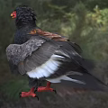 Bateleur Eagle Standing With Black Feathers Red Beak And Red Talons In Natural Grassland Habitat