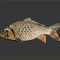 Scaled Brown Fish With Orange Fins Isolated On Dark Background With Reflection