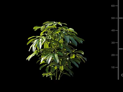 Healthy Vibrant Shrub With Lush Green Leaves And Dense Foliage 3d model