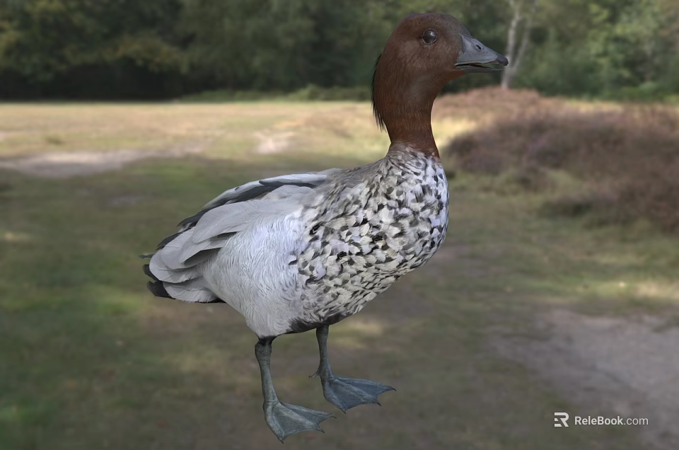 Brown Headed Duck With White And Gray Spotted Body Standing On Grassland Near Trees 3d model 
