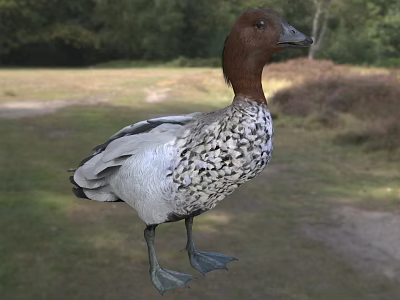 Brown Headed Duck With White And Gray Spotted Body Standing On Grassland Near Trees 3d model