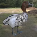 Australian mane duck Australian mane duck Australian mane duck animal 3d model