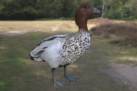 Australian mane duck Australian mane duck Australian mane duck animal 3d model