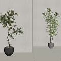 Two Indoor Bonsai Plants In Different Styles With Gray And Light Pots On Wooden Floor