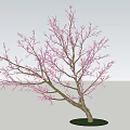 Deciduous Tree with Purple Flowers and Curved Trunk on Green Grass Base 3d model