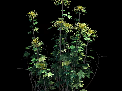 Tall Green Plants With Yellow Flowers Green Leaves And Brown Stems On Black Background 3d model