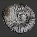 Chi chrysanthemum stone ancient fossil stone chrysanthemum fossil items 3d model