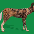 African Wild Dog With Large Ears And Spotted Coat On Green Background