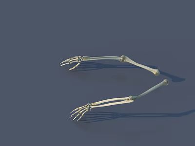 Skeleton Arm Models Decorative Ornament Set with Dark Blue Background 3d model